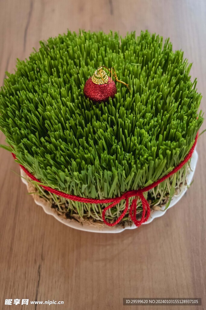猫草  