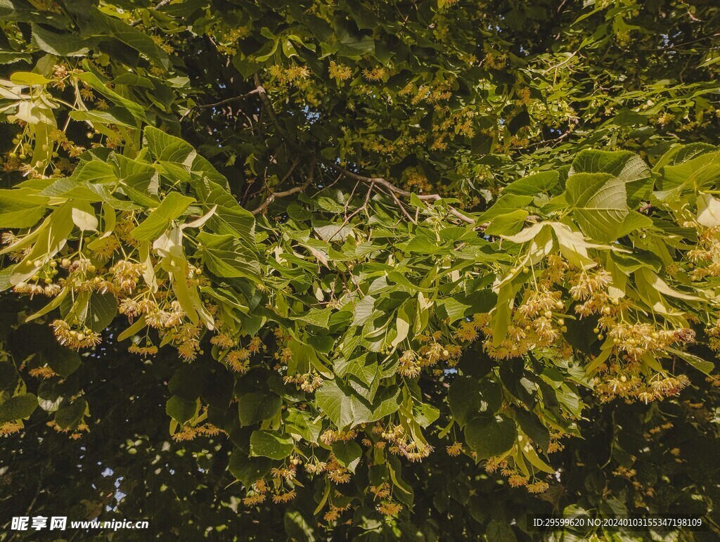 大树