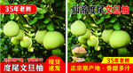 文旦柚