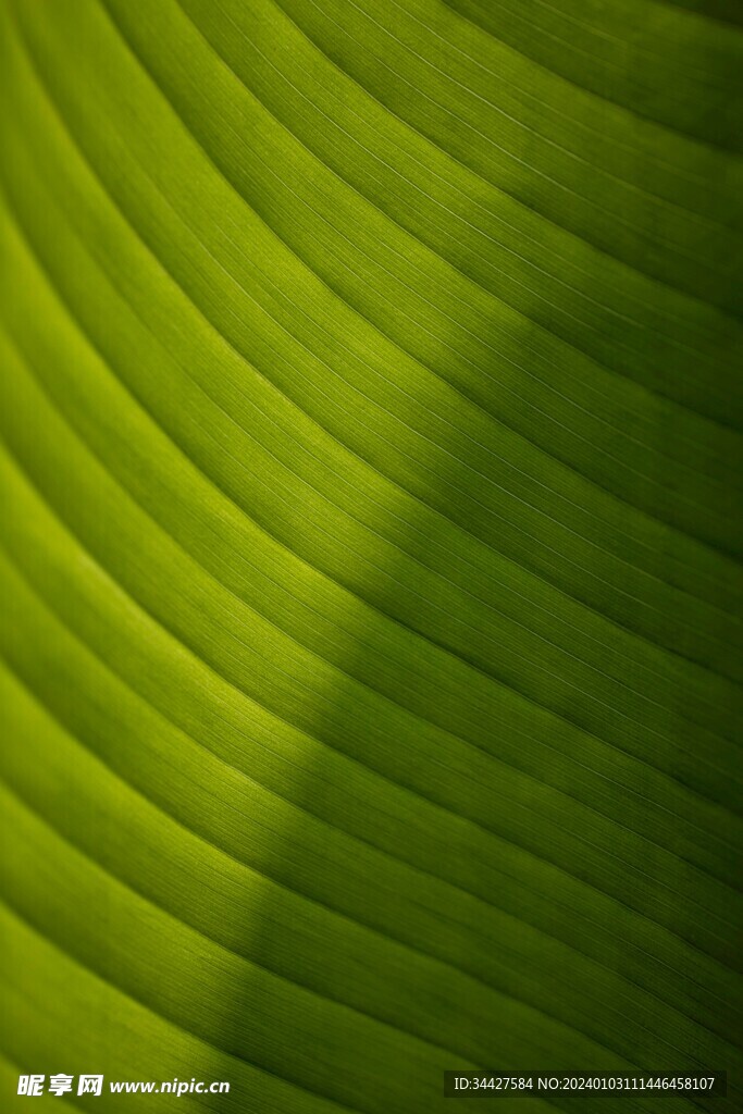 芭蕉叶特写