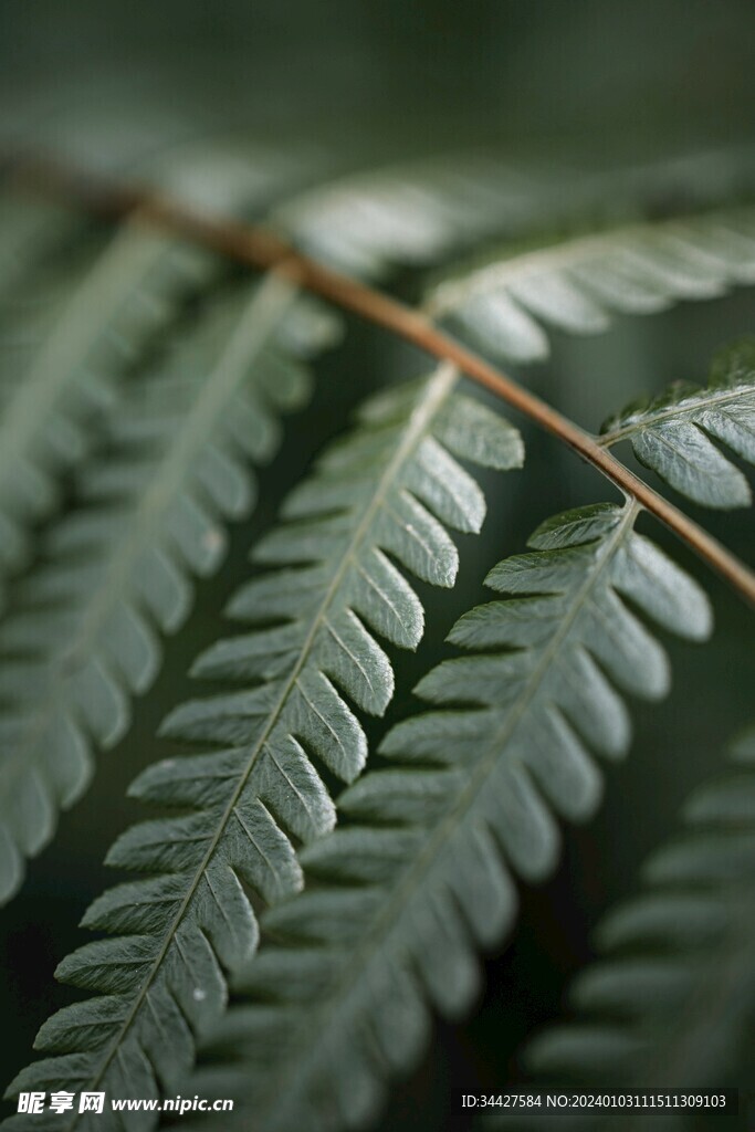 阙类植物叶子