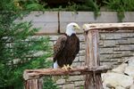 雄鹰图片