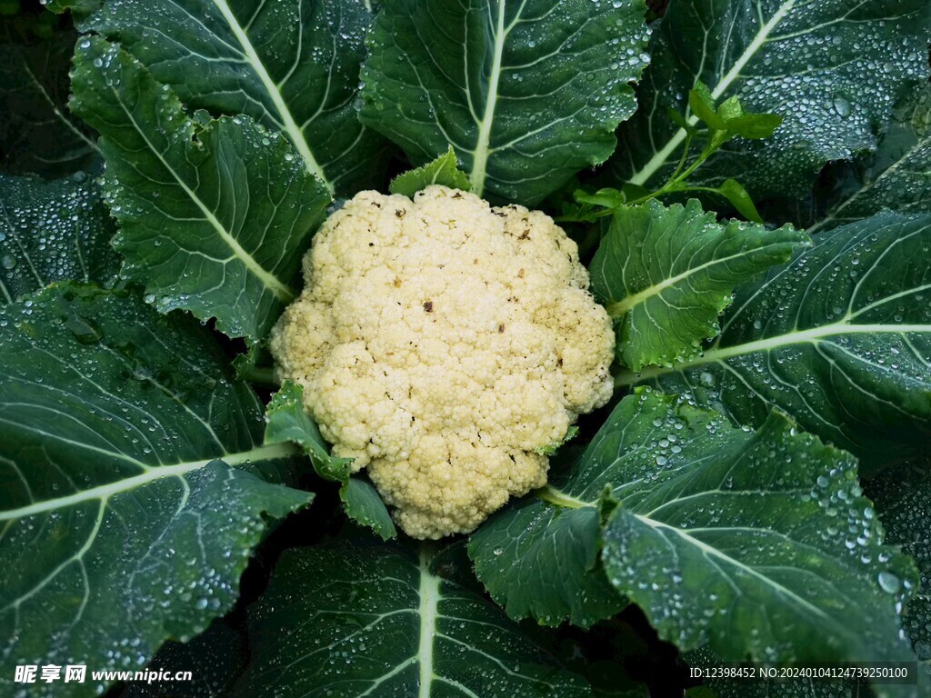 花草
