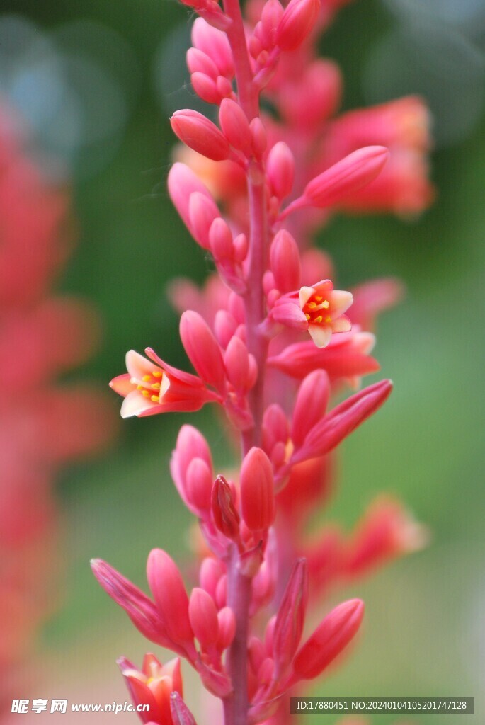 火焰花