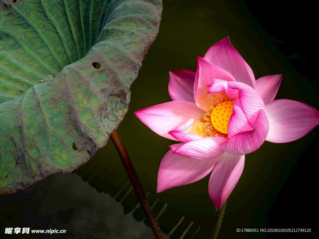 荷花