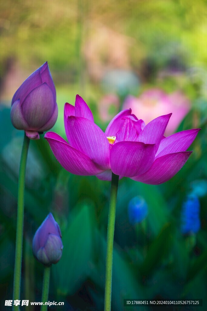荷花