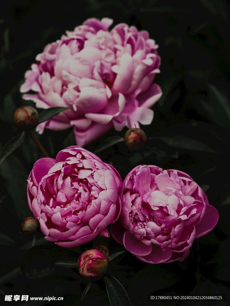 重瓣朱槿