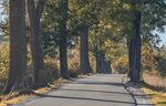 林中小路