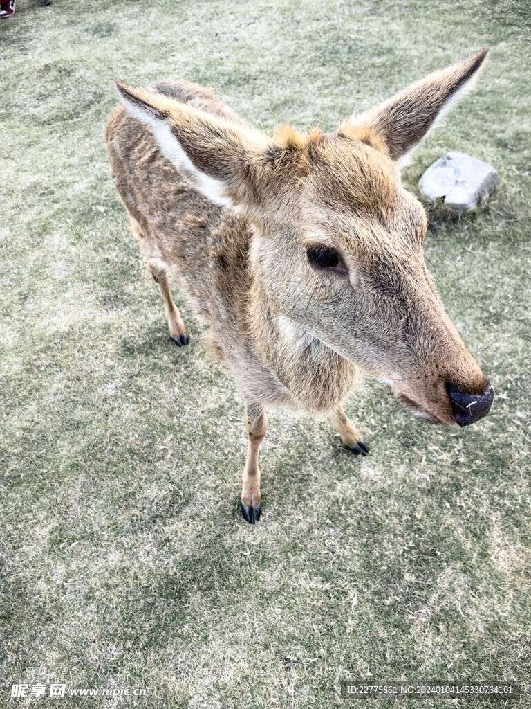 寻安鹿园梅花鹿