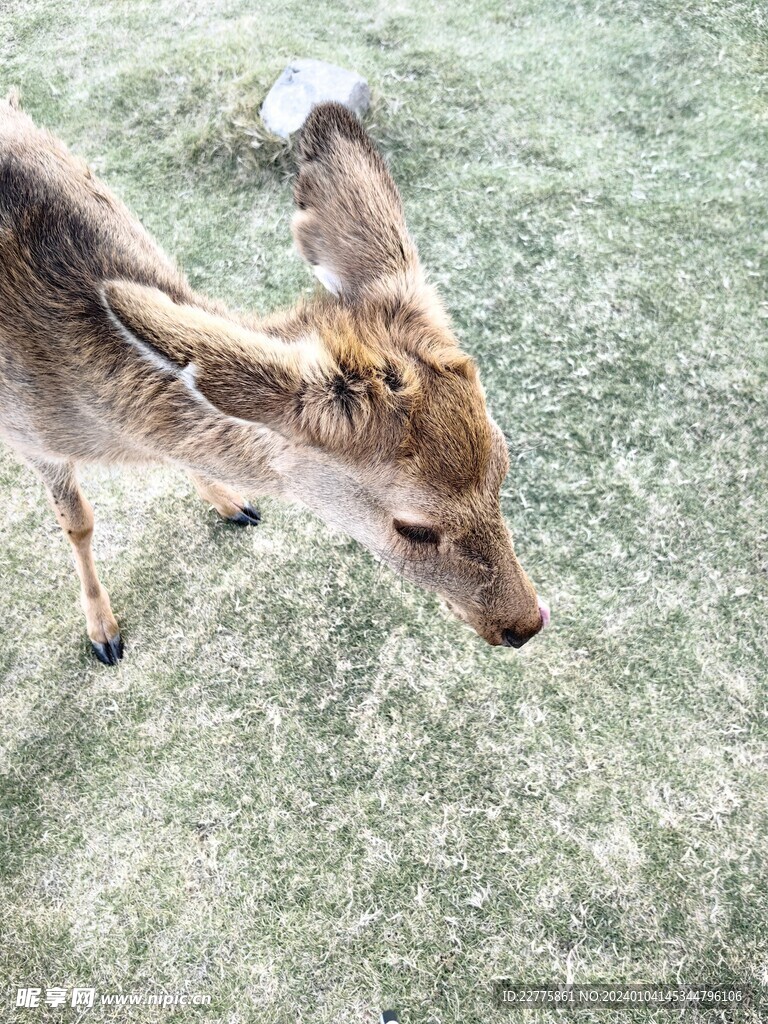 寻安鹿园梅花鹿