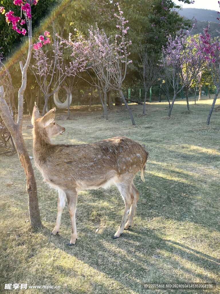 寻安鹿园梅花鹿