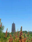 杨州瘦西湖风景摄影图