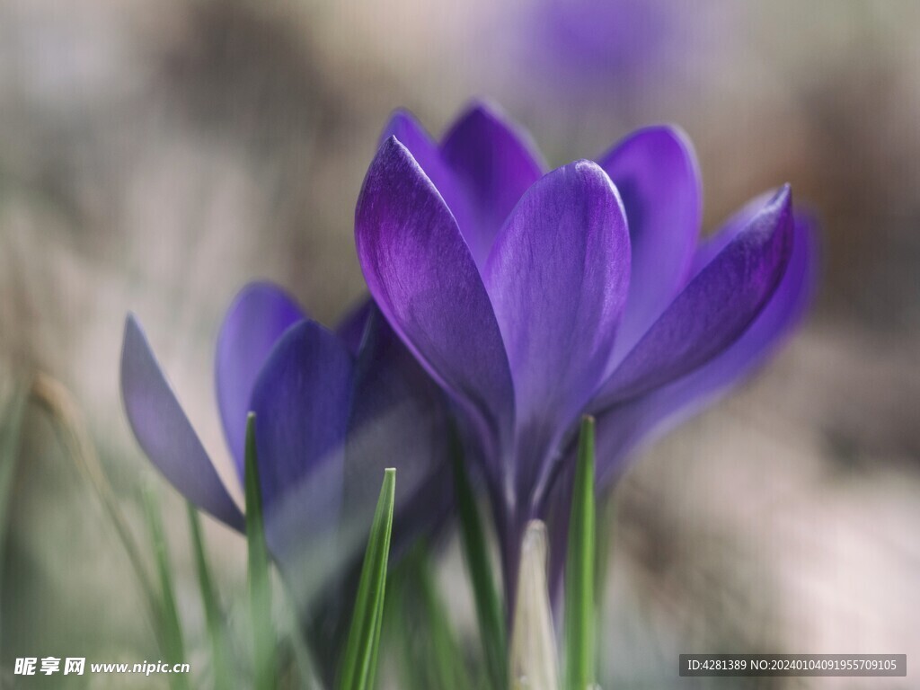 番红花