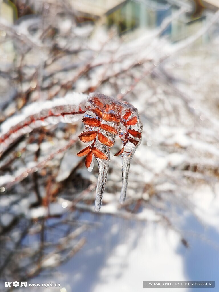 冬季雪景