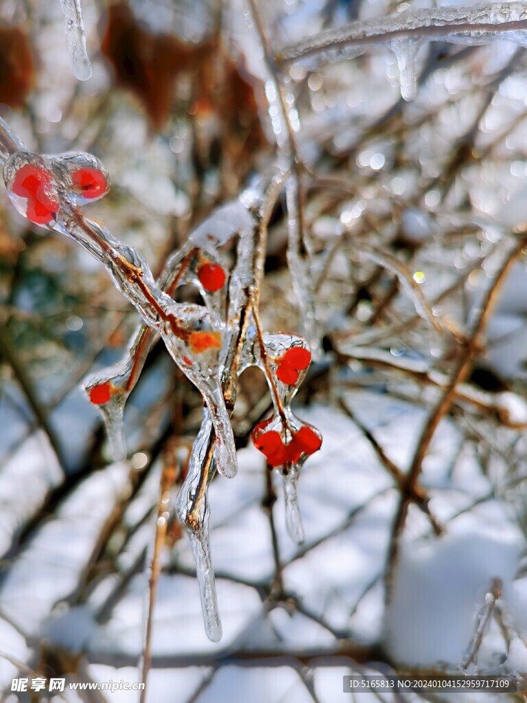 冬季雪景