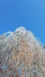 冬季雪景