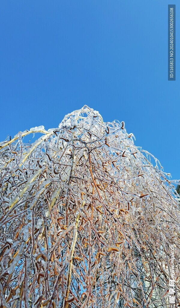 冬季雪景