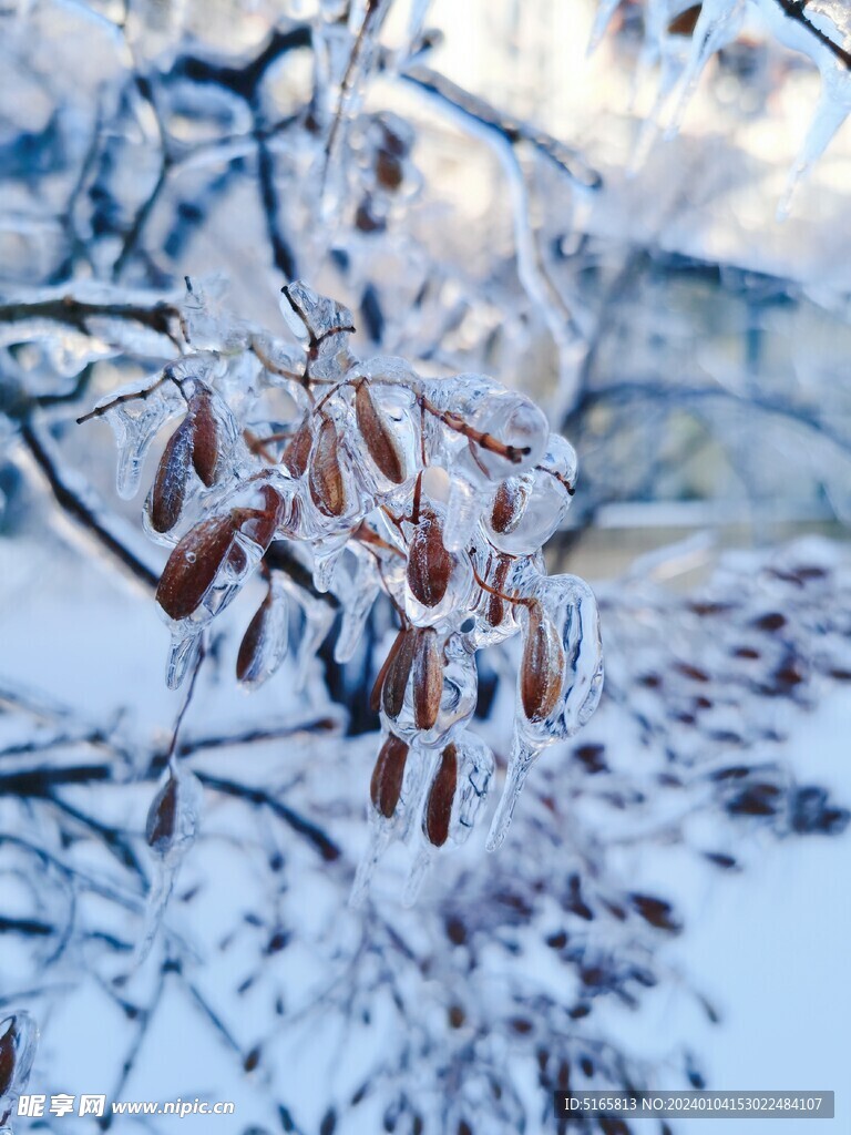 冬季雪景