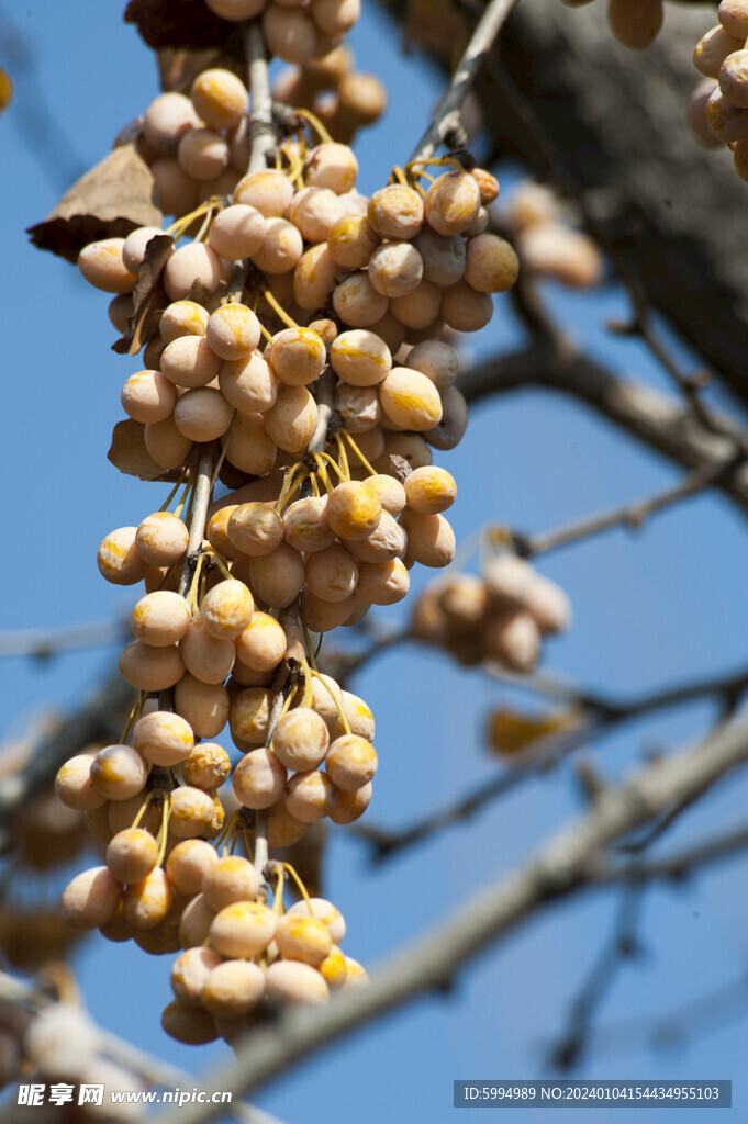 银杏