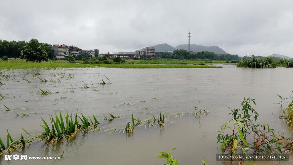 暴雨中被淹没的水稻