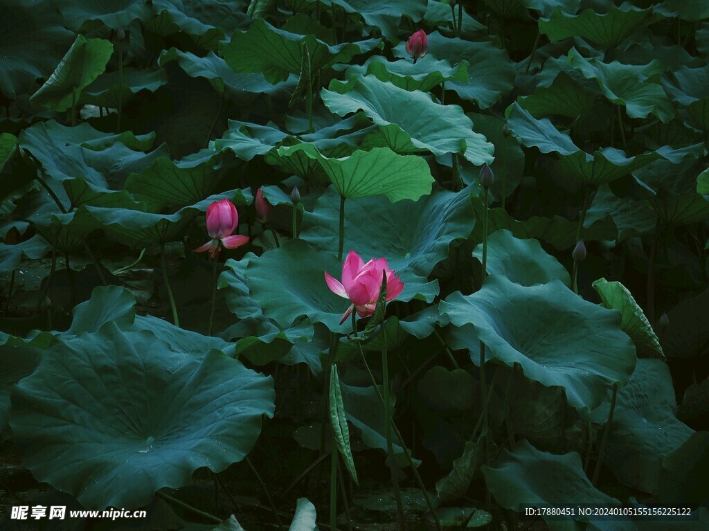 荷花