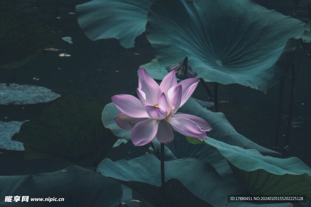 荷花