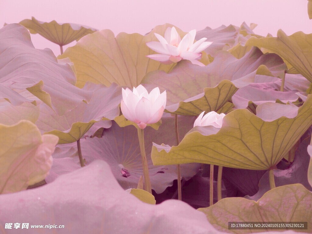 荷花