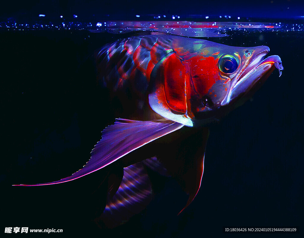 红龙鱼水族观赏鱼摄影