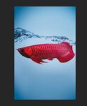 红龙鱼水族观赏鱼摄影