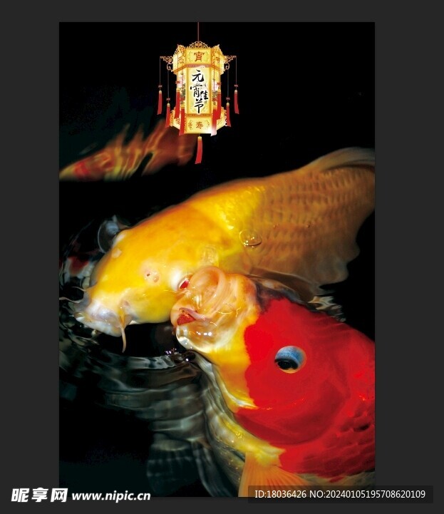 红色锦鲤鱼水族观赏鱼海报