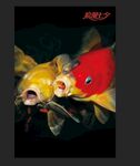 红色锦鲤鱼水族观赏鱼海报壁纸