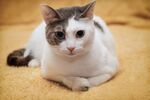 猫图片