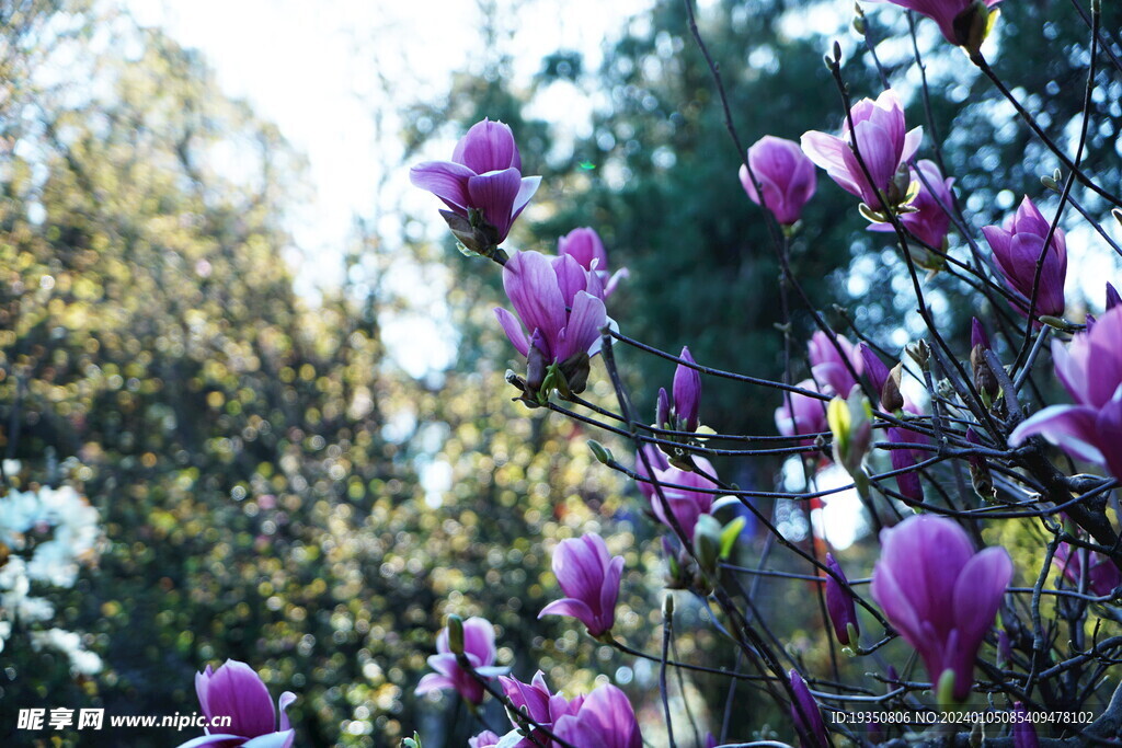 紫色玉兰花花朵
