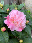 山茶花