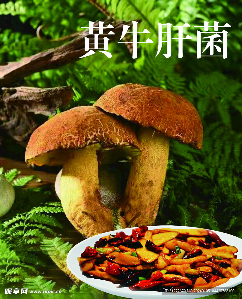 黄牛干菌