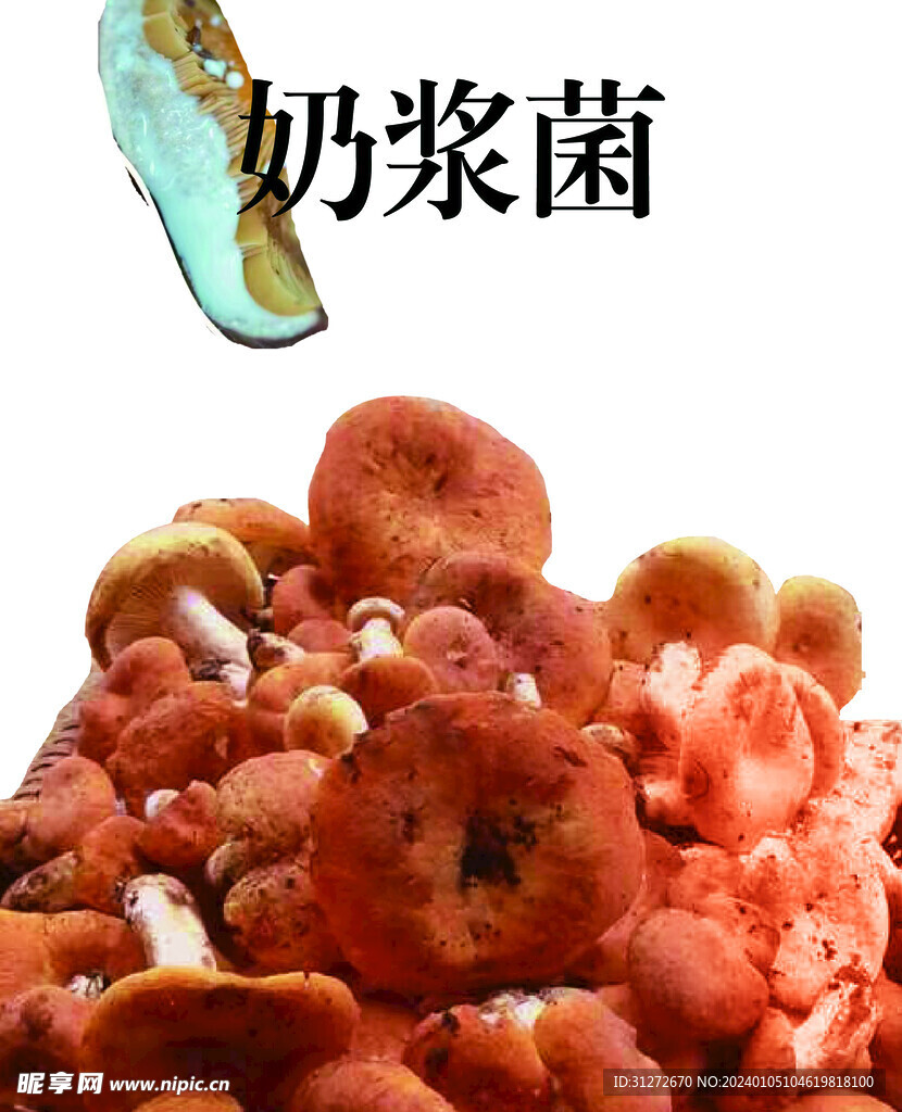 奶浆菌