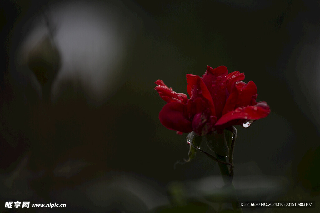 雨中的花朵