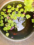 小水池 金鱼 花 草 