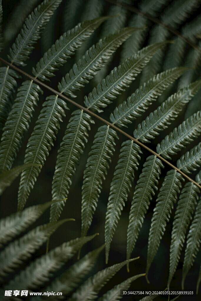 阙类植物叶子