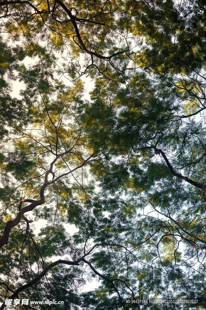 仰拍树丛