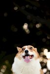 狗狗