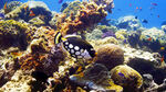 热带鱼 清澈海底
