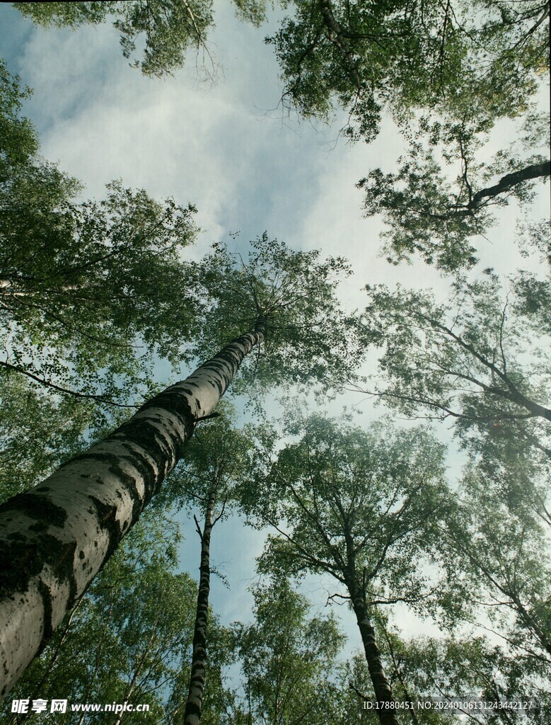 丛林