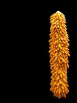  玉米串 