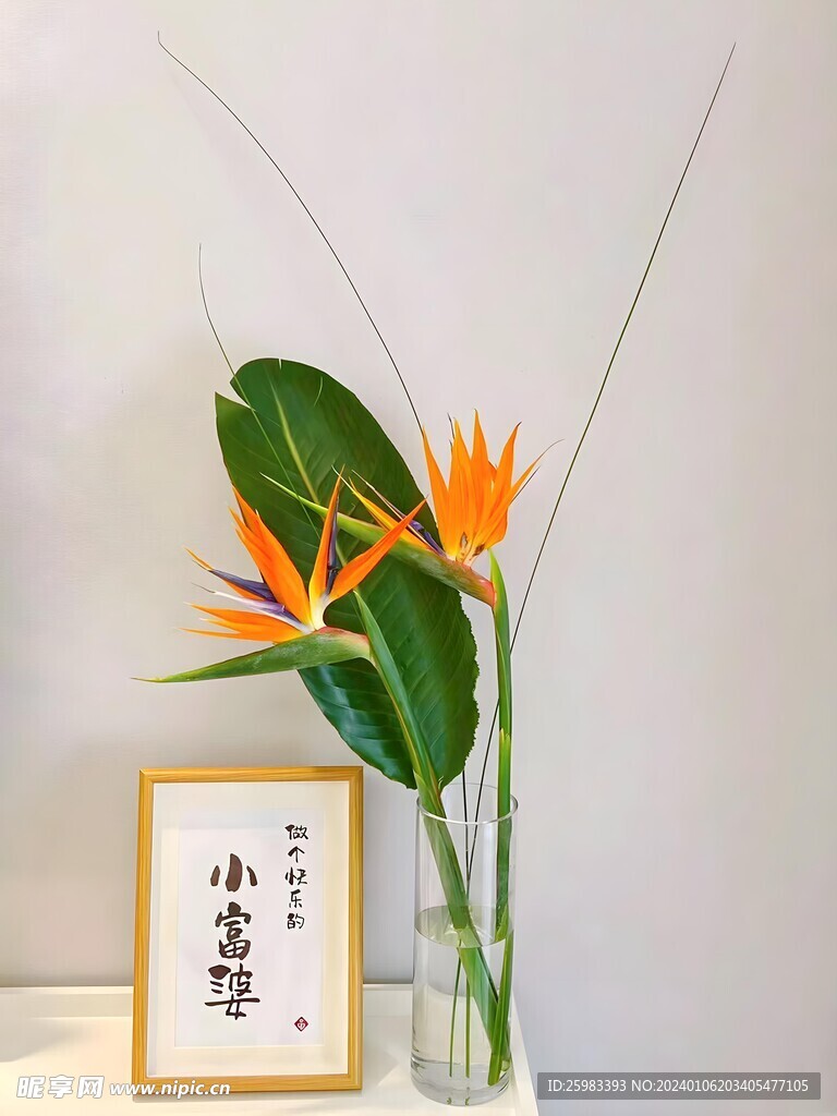 鹤望兰
