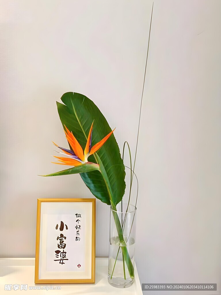 鹤望兰