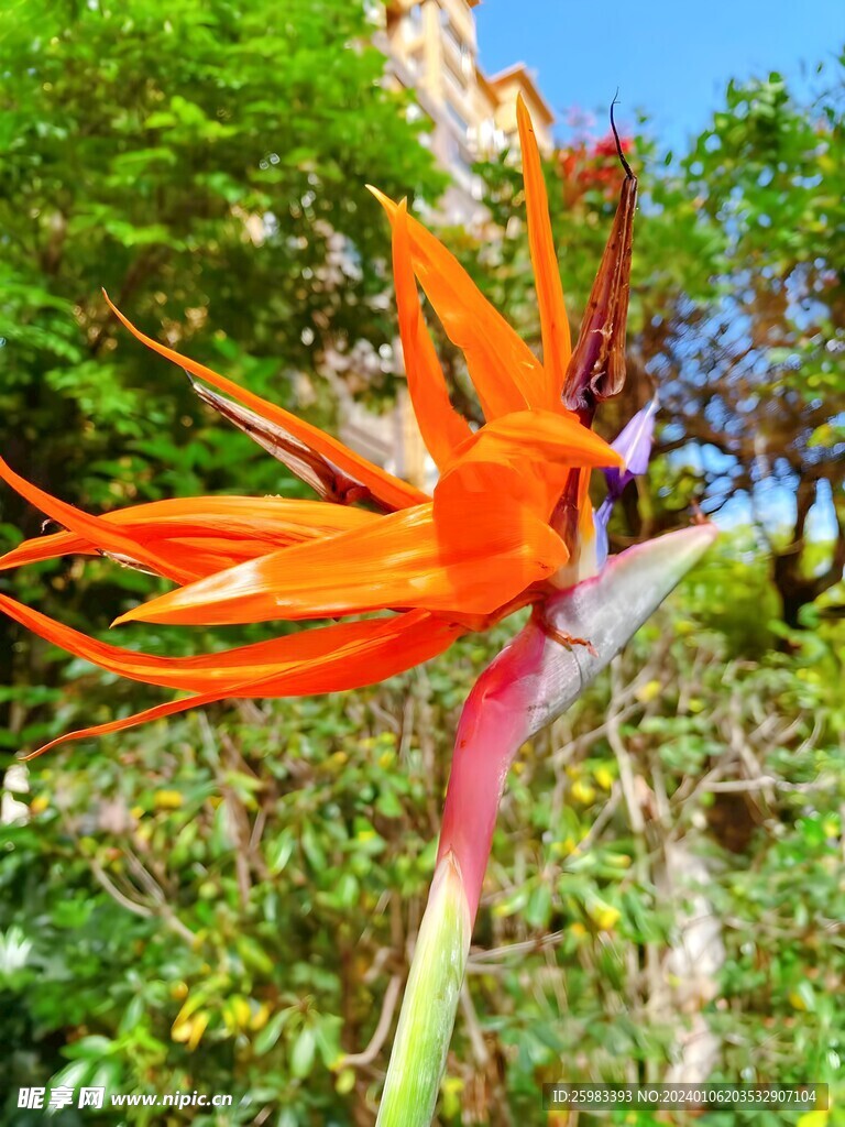 鹤望兰