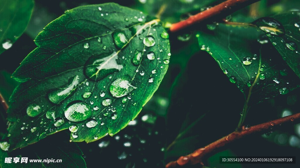 水珠图片