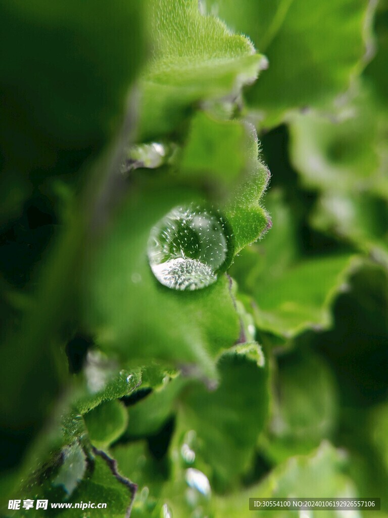 水珠图片
