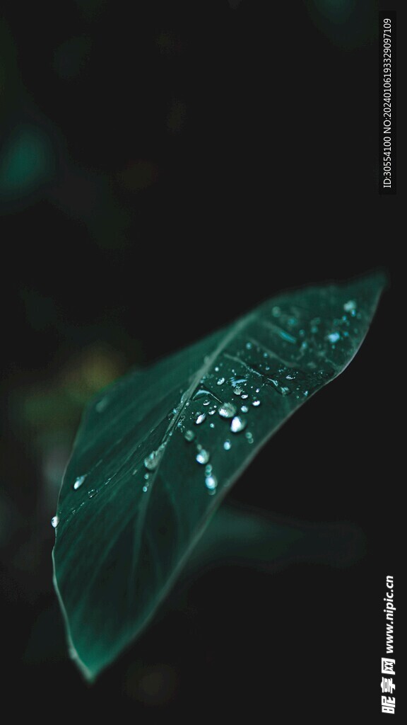 露珠图片